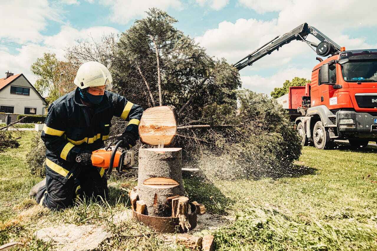 The Steps Involved in Our Tree Care Process in Utqiagvik, AK